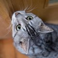 猫が『トイレ』を覗こうとしてくる理由3つ　なぜついてくるの？どう対処し…