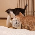 はかりの上でブルブルと揺れる子猫→もう1匹の子猫が来ると…『まさかの…