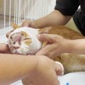 引っ越しで捨てられた猫を保護…顔に負った大怪我の正体は？