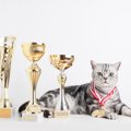 「血統書がなくても、すばらしい飼い猫」　10歳の猫が米国で賞を受賞　マ…