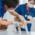 猫の『動物病院』を選ぶときのポイント4つ　愛猫の健康を守るために重…