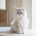 なんでこんな座り方を…？猫が「正座」をする4つのシーンとその理由