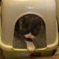 猫のトイレにすべき『臭い対策』３選