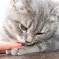 猫が『飼い主のために』する行動5つ