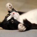 どう思ってる？猫がお腹を触られたときの心理４つ