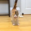 おもちゃで楽しく遊んでいた子猫→飼い主さんに『名前を呼ばれる』と……