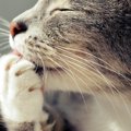 猫の『ヒゲ』を見れば気持ちが読み取れる？3つの状態別の心理や見分け方の…