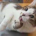 机の上で待ち構えていた猫→飼い主が『パソコン』を開こうとしたら…微…