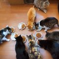猫にとって『1匹飼いと多頭飼い』どちらが幸せなの？それぞれの良い点…