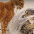 大好きなビニール袋！猫ちゃんのちょっぴり変わった遊び方