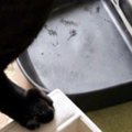 夕方、猫のごはんが入っている機械を見たら…誕生日に起きた『とんでも…