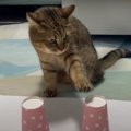 おやつの入ったコップはどっち？猫ちゃんのおやつ当てゲーム！