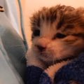 家の狭間で鳴いていた『手のひらサイズの子猫』を保護してお世話したら…心…