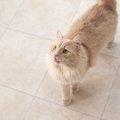 猫が『人間に話しかけてくる』３つの理由！ベストな対応方法とは？