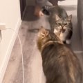 『猫を飼うとどうなるのか？』飼い主が"秘密"を暴露した結果…爆…