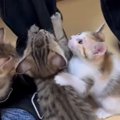 人間のもとに集まってきた『子猫たち』→次々とよじ登り始めて…まるでキャ…
