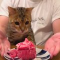 『お肉ケーキうまいうまい…』おめめをつぶって味わいながら食べる猫さ…