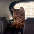 ドキドキだにゃ！初めて車内で過ごす猫ちゃん♪