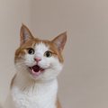 『猫は飼いやすい』説はウソ？本当？そう言われる5つのワケ　本当に飼…