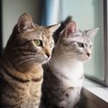 猫が飼い主と似てくるってほんと？よくあるパターン３つ