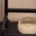 部屋の中を見ると、猫が『まさかの場所』でくつろいでいて……驚きの瞬…