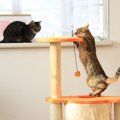 猫が『キャットタワー』で起こしやすい事故4つ　危険要素を減らすため…