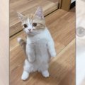 生後５ヵ月でタッチ！もうすぐ歩けそうなマンチカン子猫ちゃん