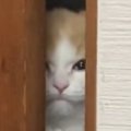 お部屋から出られない猫→ドアの隙間から…胸がキュンとなる『愛おしい光景…