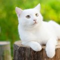 猫が蚊に刺された時の症状と注意点