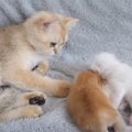赤ちゃん猫たちが眠るまで優しく見守っていた猫が…かわいさあふれる『…