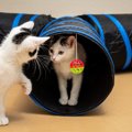 猫の飼い主さんが『買ってよかった！』と思う猫グッズ5選　猫との暮ら…