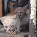 体格差のある『ボロボロの兄弟猫』→保護された結果…見違える『ビフォーア…