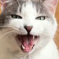 『先に寝ていた飼い主』に…一緒に寝たい猫が見せた『まさかの行動』が…