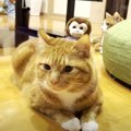 意外と平気？お猿のぬいぐるみを背中に乗せた猫さん