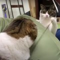 二刀流でおもてなし！遊びたいパパ猫さんとマッサージが好きな息子猫…