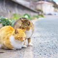 お外に出る猫ちゃんの気を付けたいトラブル！対策から室内での運動方…