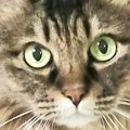『かわいい表情をしていた猫』が、2秒後……笑ってしまう『表情の変化』に「…