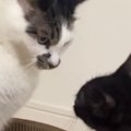 新しい爪とぎを買った結果→『保護子猫と先住猫』が……ほのぼのとした『バト…