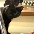 逃がさニャいぞ！黒猫兄弟は猫用動画の獲物に夢中♡