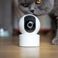 猫に留守番させるなら『ペットカメラ』は使うべき？便利なメリット4つや注…
