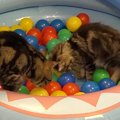 猫たちが『ボールプール』で遊んだ結果→遊び疲れた子猫が…可愛すぎる…