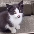 家の中を覗き込む『ひとりぼっちの痩せた子猫』…涙あふれる『２年後の…