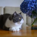 猫にとって『紫陽花』が危険な理由3つ　命に関わるリスクや誤飲したときの…