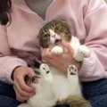 飼い主さんに甘噛みで抗議！爪切りに怒った猫くん