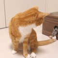 背後から忍び寄る魔の手…箱の穴からイタズラをする猫ちゃん