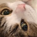 仰向けになってくつろぐ猫→カメラ目線になった次の瞬間…『キュンとくる光…