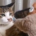 おもちゃにあまり興味を示さないイケメン猫→動くおもちゃを見せてみたら……
