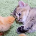 子猫『眠たい』ヒヨコ『寝かせないよ』平和すぎる戦いに397万人が悶絶…