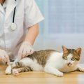 後ろ足が…多い？合計6本の足をもつ猫を保護　心やさしい人々の手を借り、…