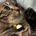 １歳の猫、パパが抱っこすると『小さく見える』のに…ママが抱っこすると→…